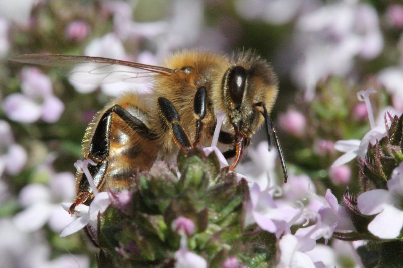 Abeille qui butine v1. 2022. Dans les magnifiques jachères qui surplombent le canal de Fay aux Loges. FLORA ASSADI